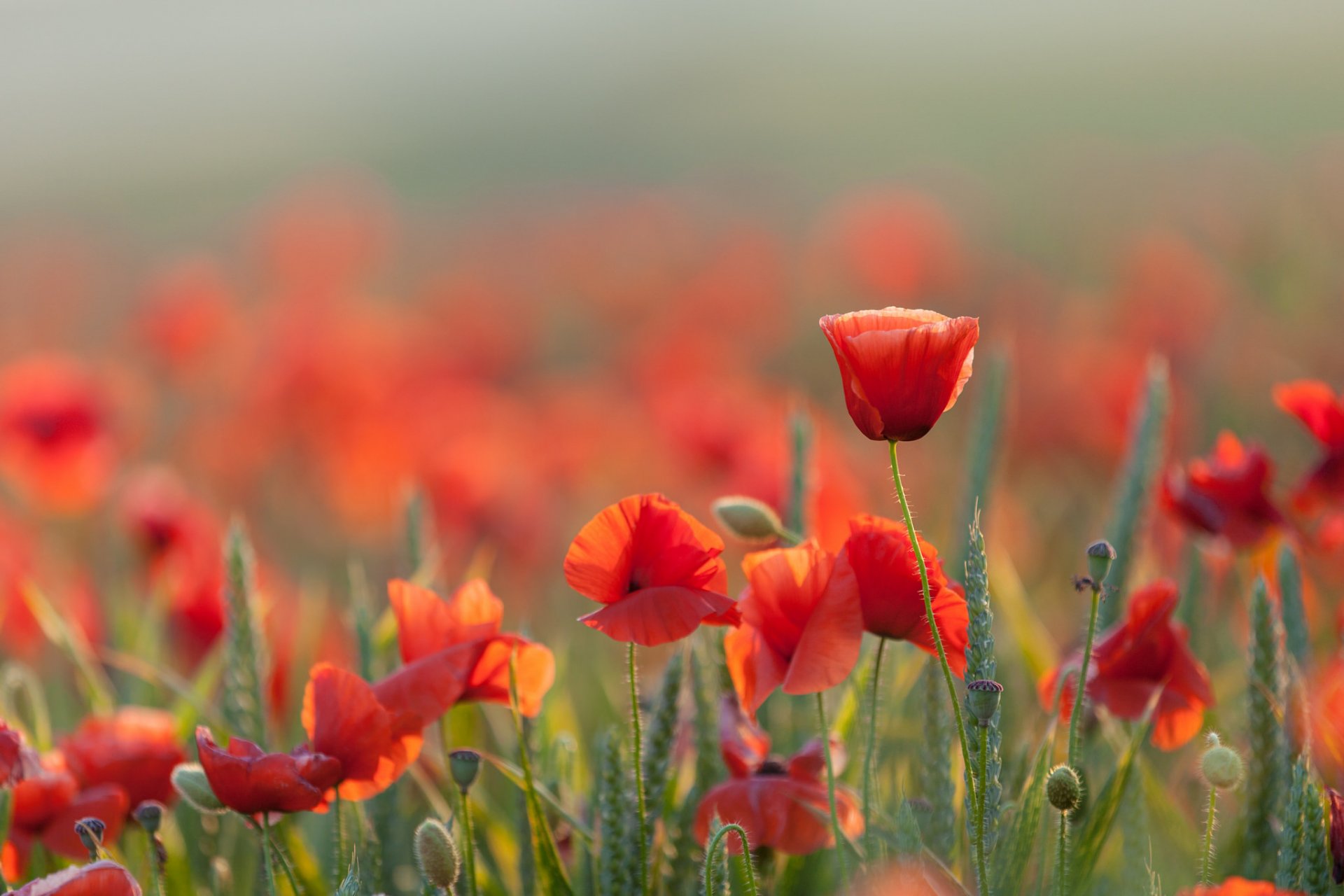 coquelicots été nature