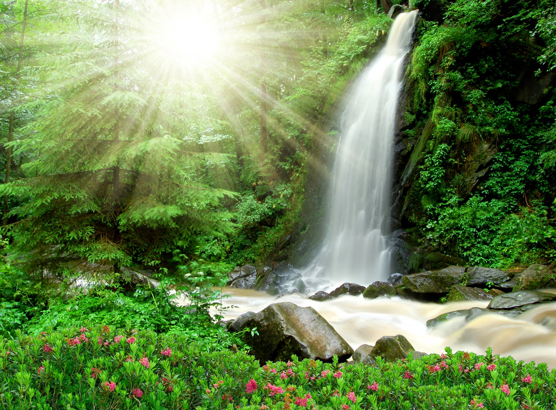 bosque árboles arbustos arroyo piedras cascada rayos del sol