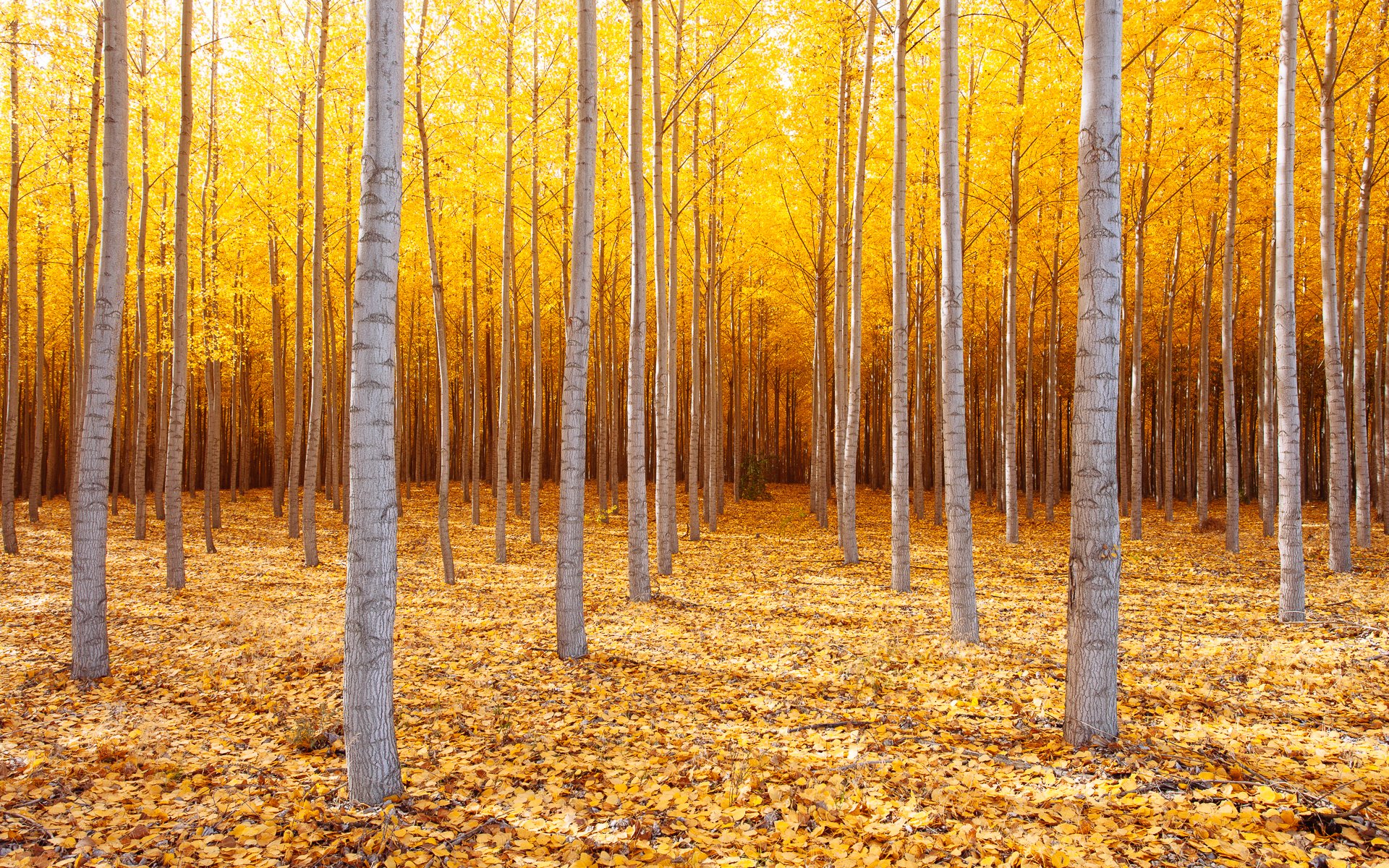 nature united states eastern oregon tree autumn october