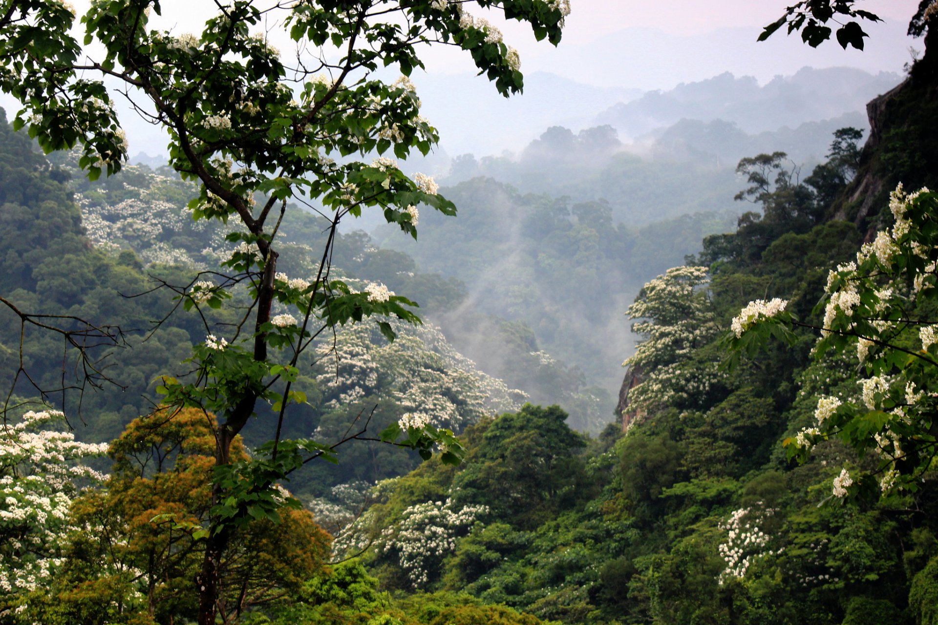 mountain forest fog bloom