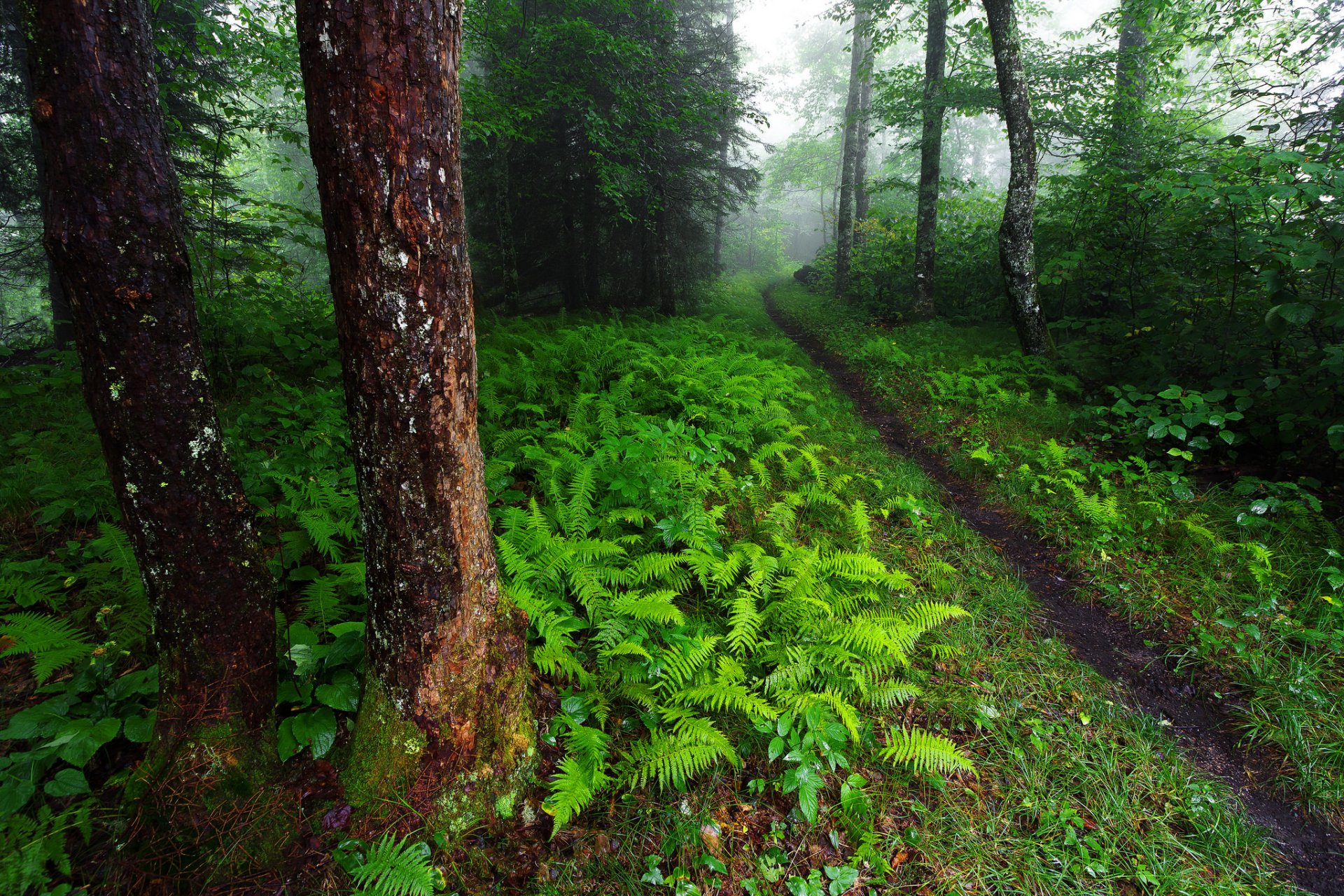 carolina del nord stati uniti foresta verde alberi cespugli felce sentiero natura