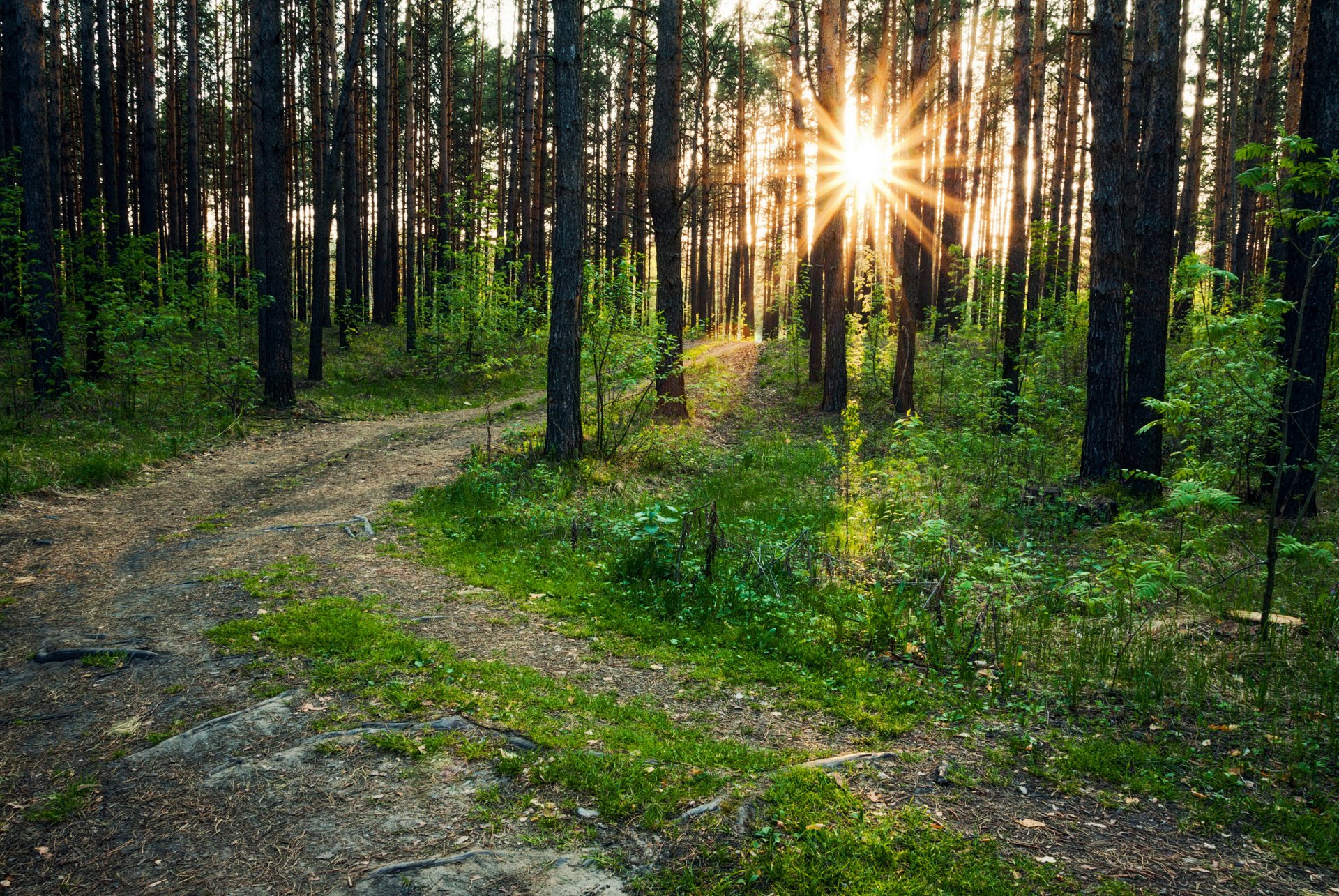 bosque sendero rayos de luz árboles naturaleza foto