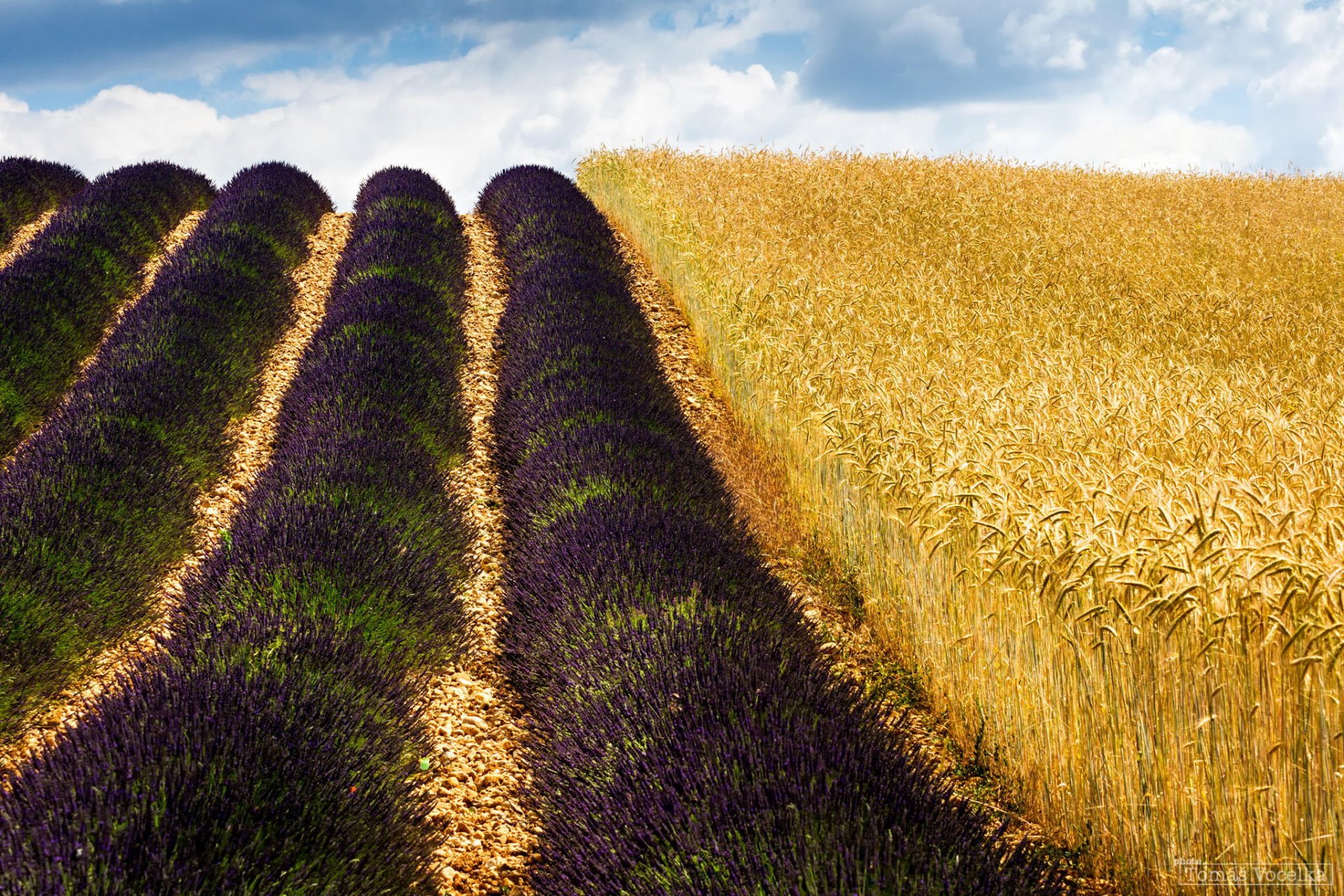 the field lavender wheat nature france