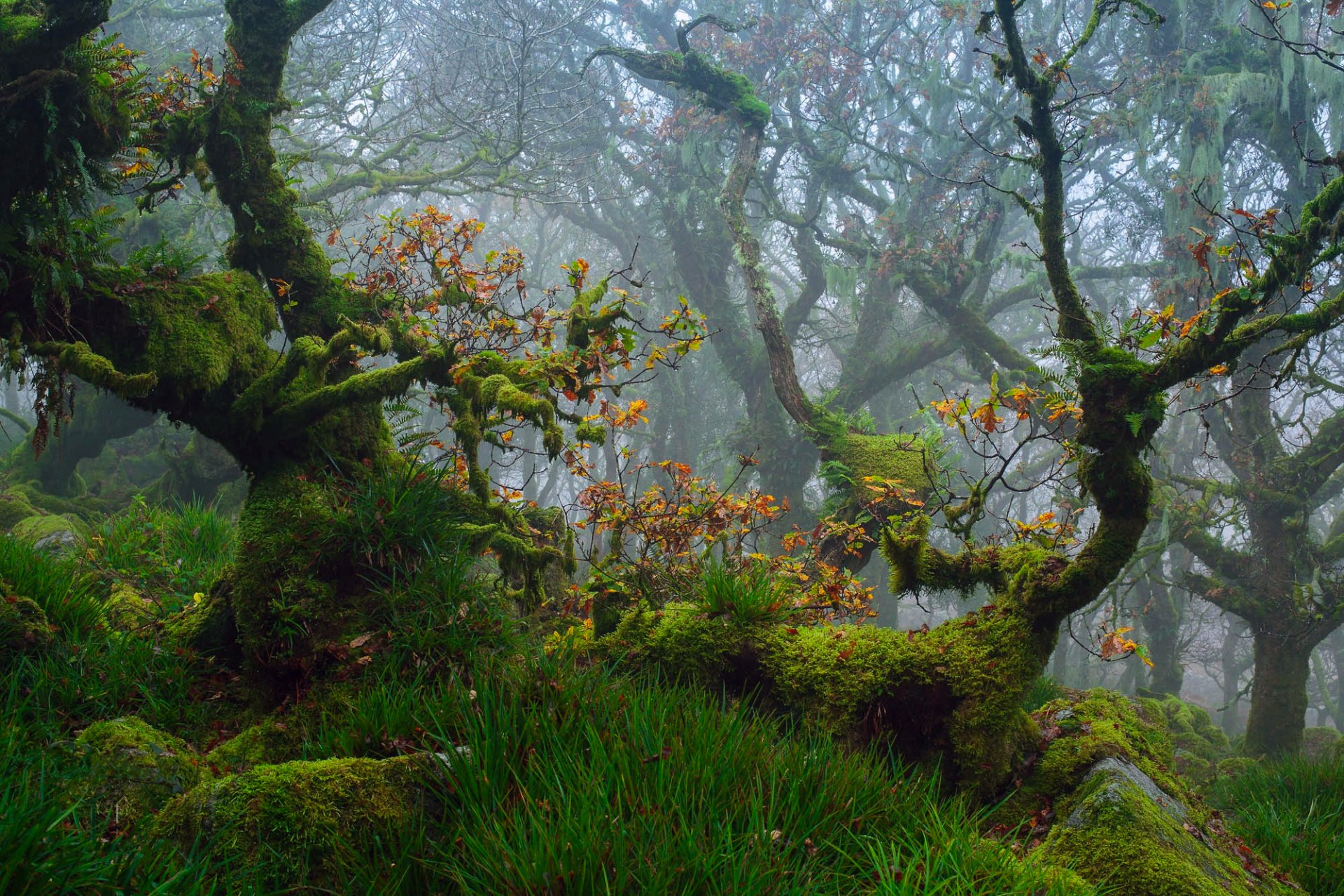 inghilterra sudoccidentale contea di devon parco nazionale di dartmoor autunno ottobre foresta alberi querce rami fogliame muschio erba