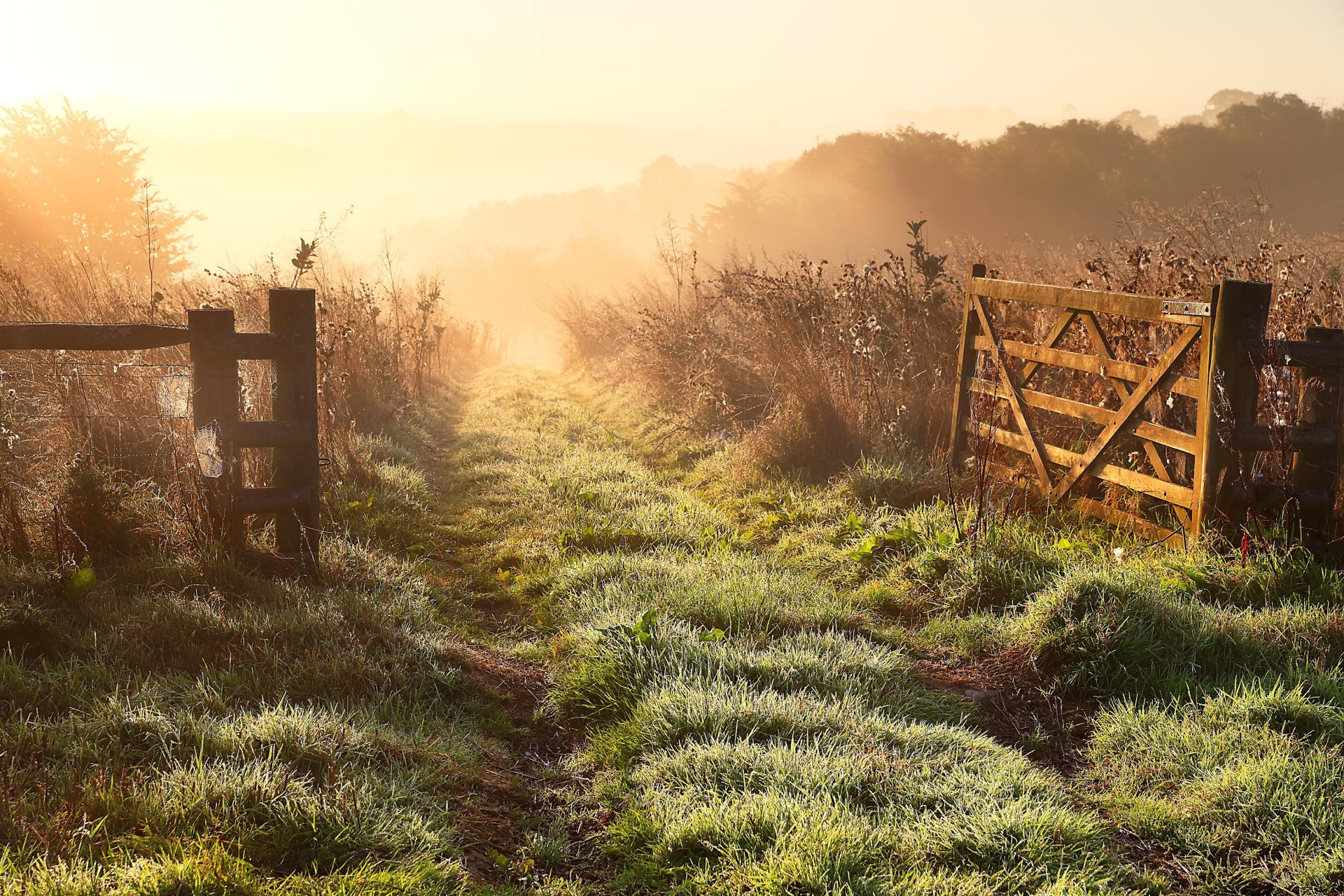 matin brouillard clôture champ nature paysage