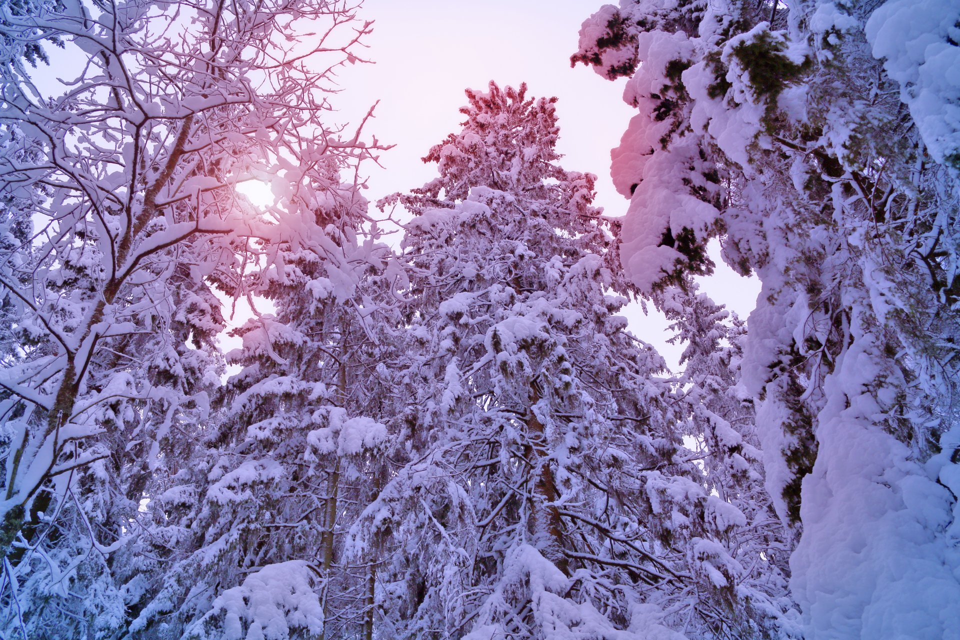 invierno árboles abeto pino bosque nieve árboles de navidad sol luz invierno pino árbol