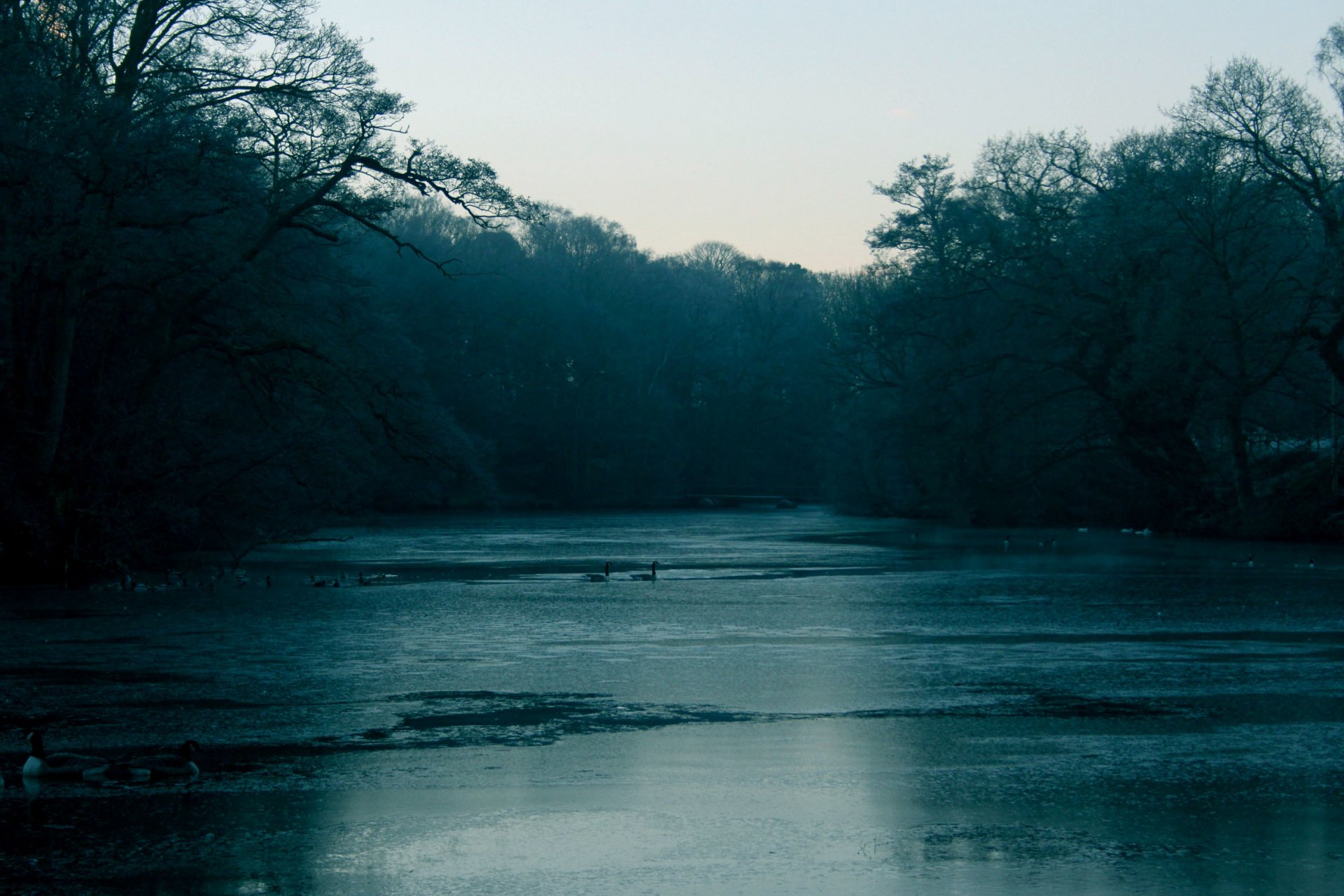 river water tree forest branches birds fog cool autumn