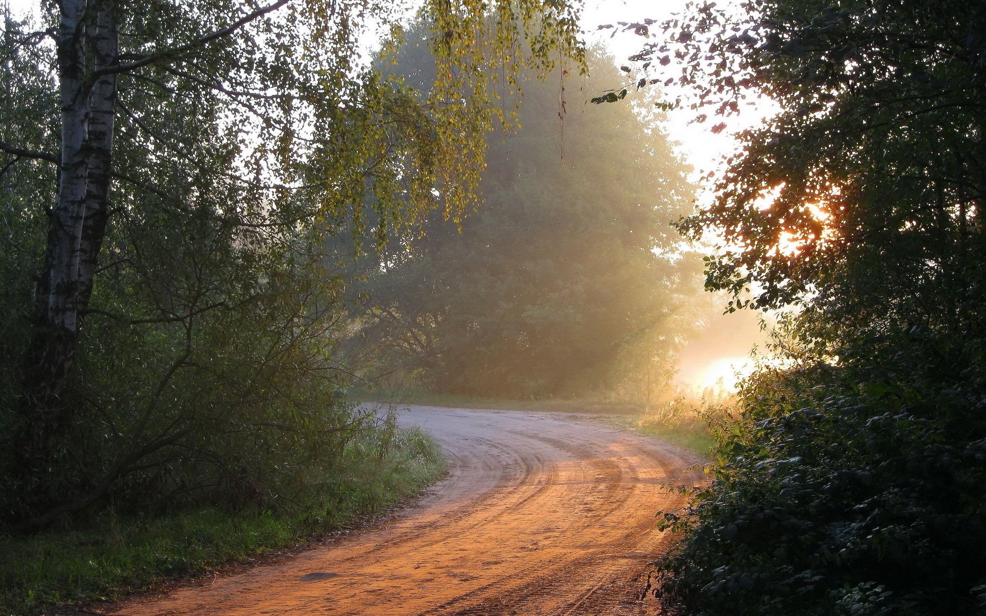 утро лес дорога природа свет