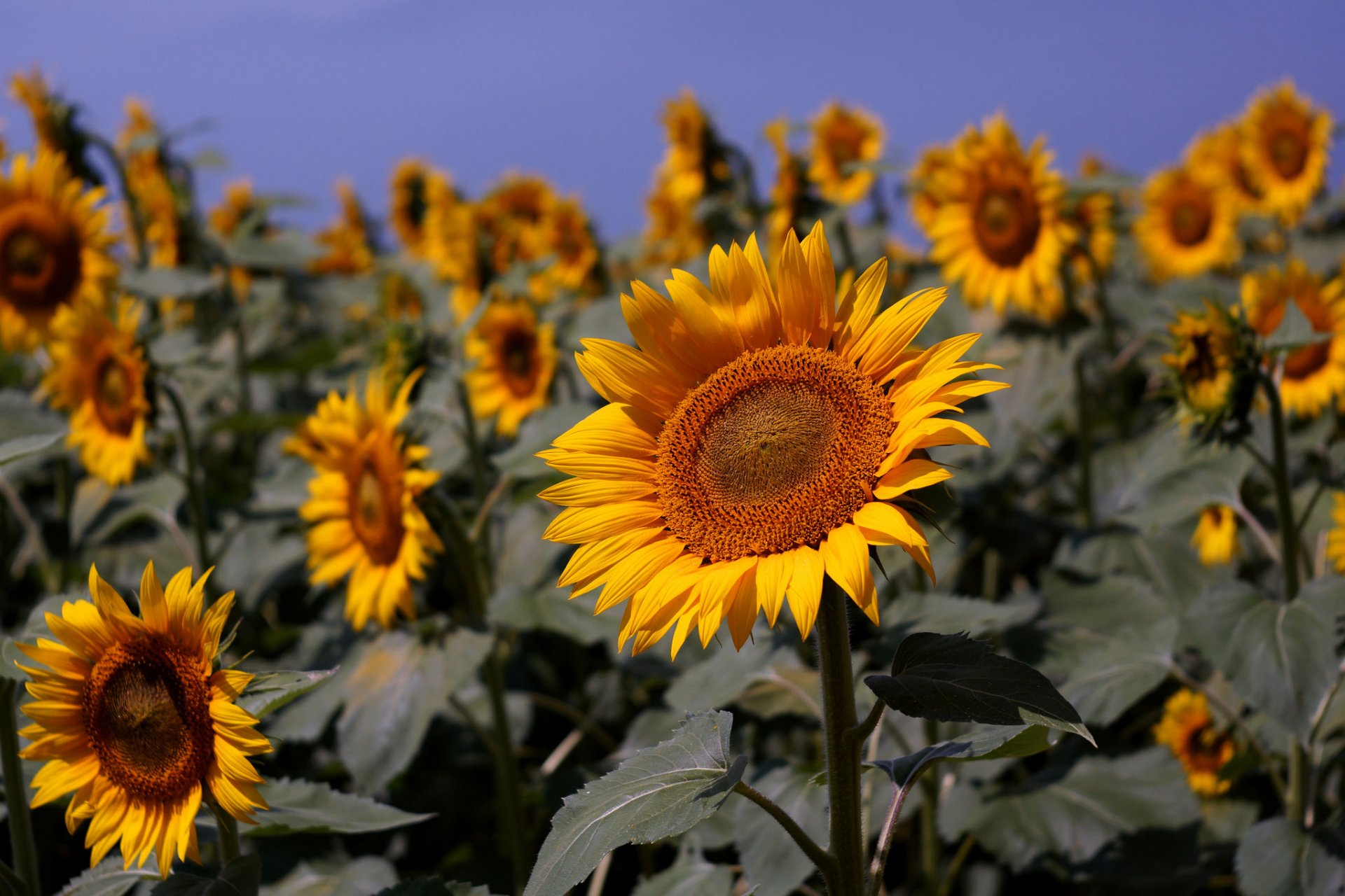 girasoles campo verano naturaleza azul cielo