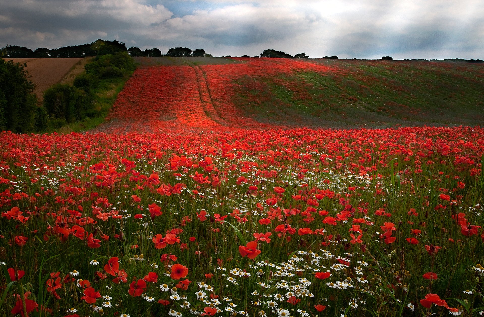 ky clouds the field hills tree flower poppie