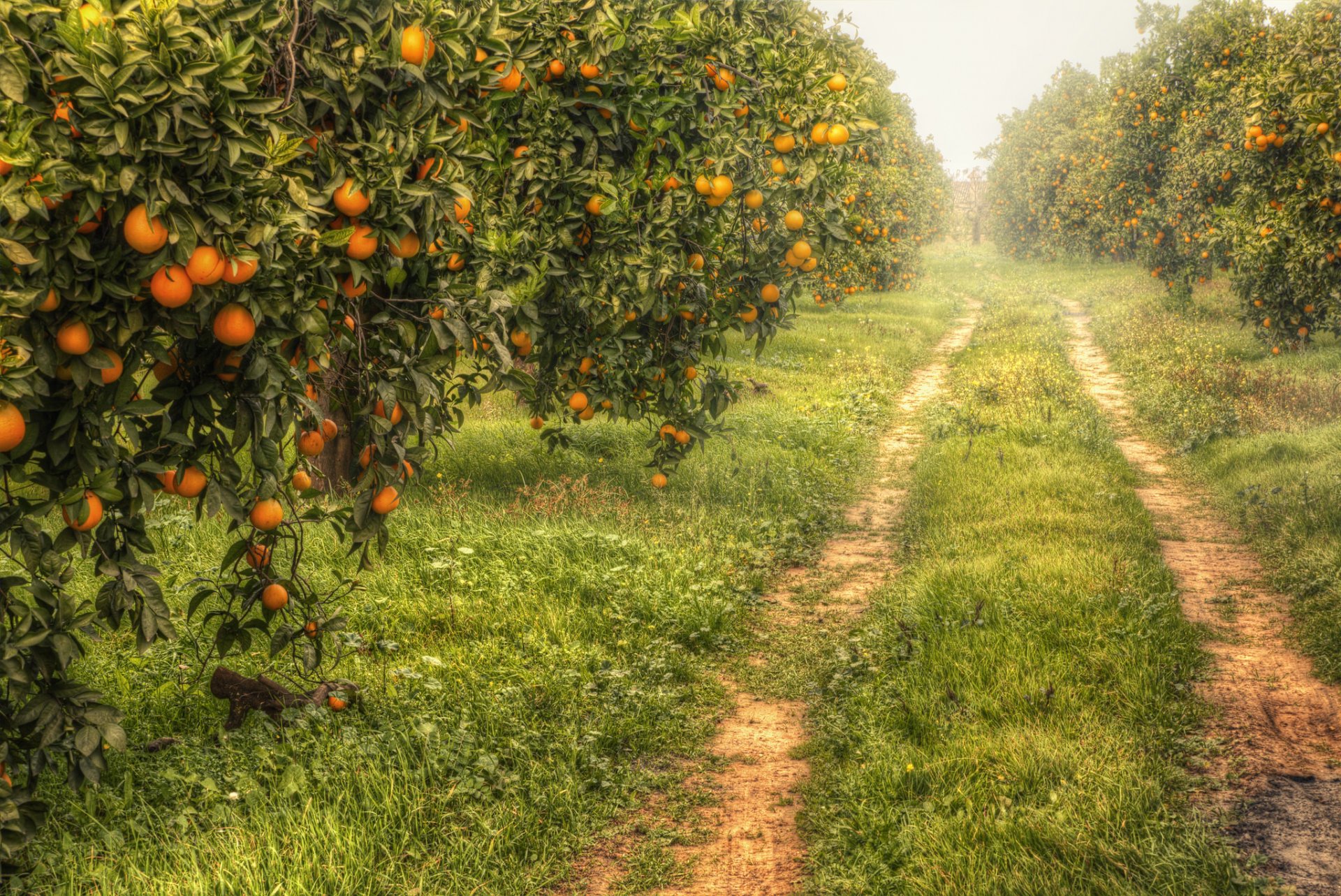 jardín mandarinas naturaleza