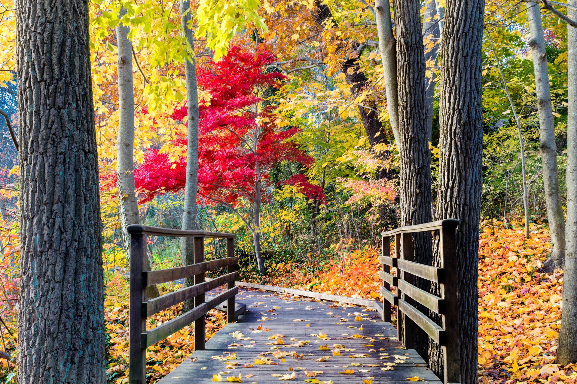 nature forêt parc arbres feuilles coloré route automne automne couleurs promenade