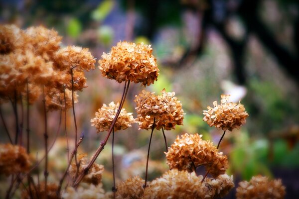 Automne. Chapeaux secs de fleurs