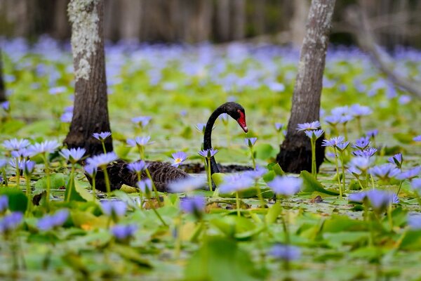 Ninfee blu cigno nero