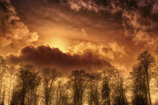 Beautiful sky among the leaves