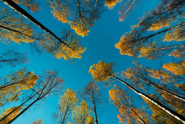 In nature, leaves turn yellow on trees in autumn