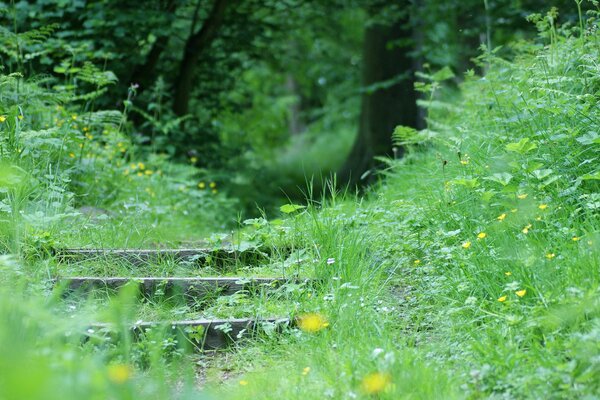 Escalones en el parque cubiertos de hierba y flores