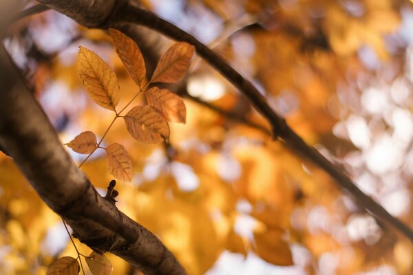 Autunno tutte le sfumature di colori, la natura affascina