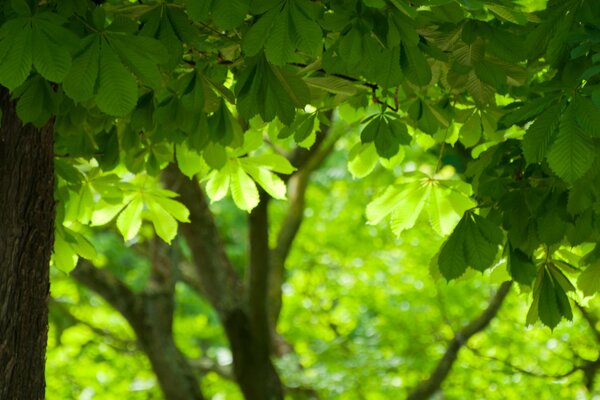 Bright green chestnut leaves and tree trunk