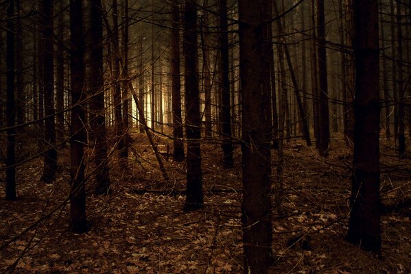 Lichtblicke im dunklen Wald