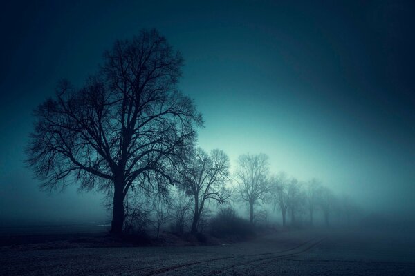 Bäume im Feld im dichten Nebel