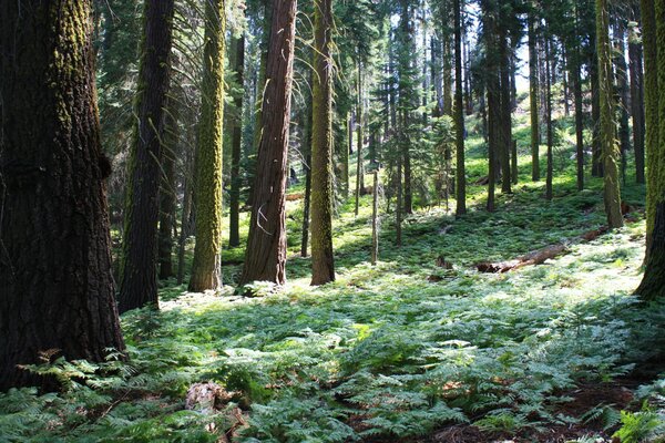 Forêt avec séquoia sur une journée ensoleillée