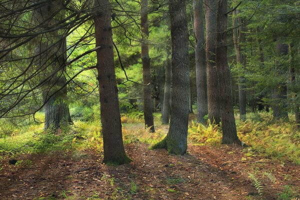 Sonnenlicht durch dichten Wald