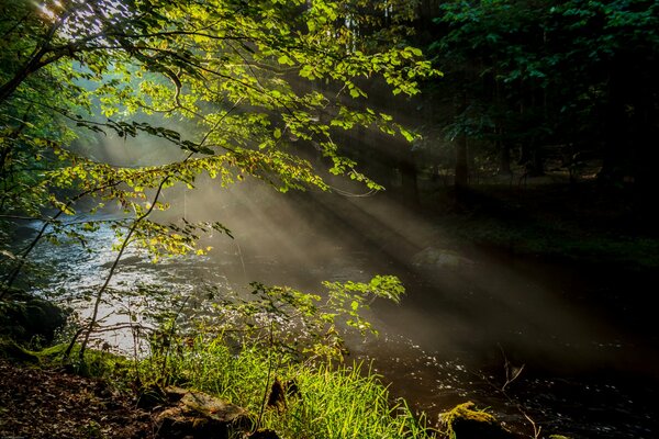 Mañana brumosa en el río del bosque