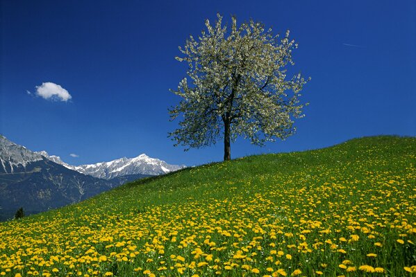 Baum im Feld mit Löwenzahn auf dem Hintergrund der Berge