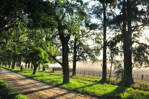 Route entre les arbres, éclairée par le soleil