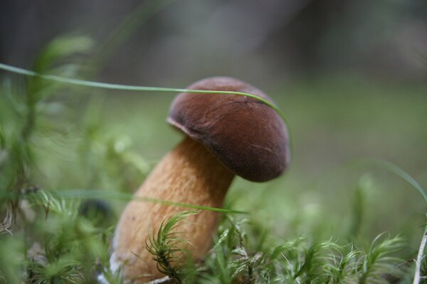 Récolte automnale de champignons