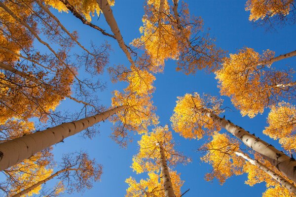 Cielo de otoño con tronco de álamo temblón