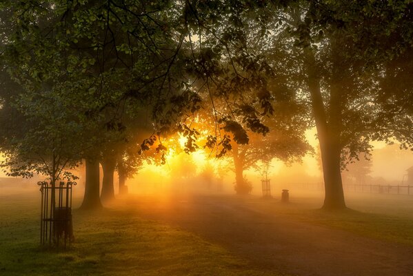 Das Morgenlicht der Sonne im Park