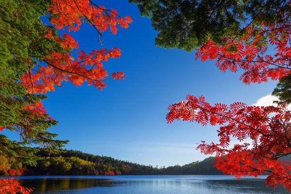 A smooth lake under a blue sky among crimson strands of trees