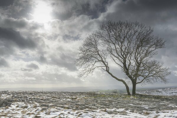 Bouleau d hiver dans le champ