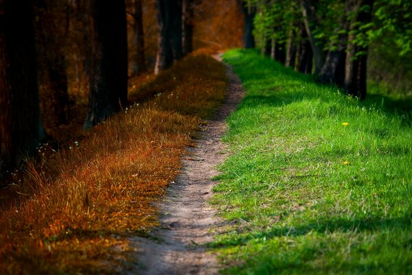 Caminar en otoño en el parque y en el bosque