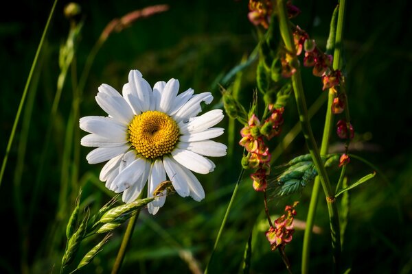 A white daisy hid in the grass