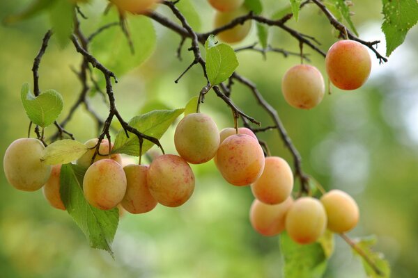 Frutti maturi a grappoli sui rami