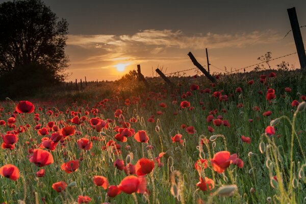 Coquelicots rouges au coucher du soleil