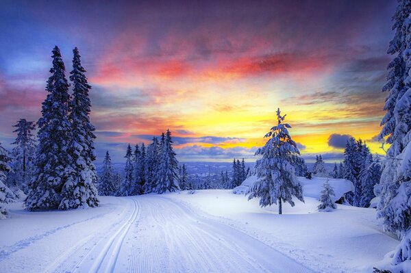 Forêt d hiver sur fond de coucher de soleil