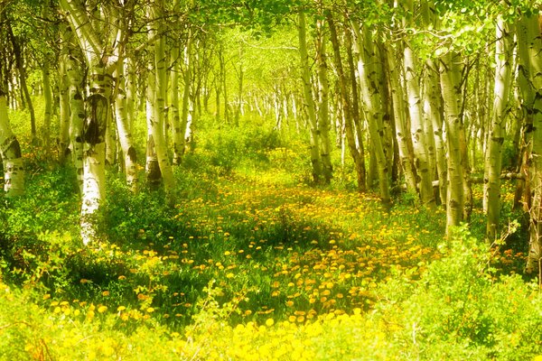 Bosque de abedules con flores en primavera