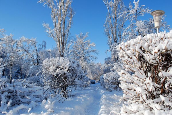 Sentier d hiver avec une lanterne dans les buissons