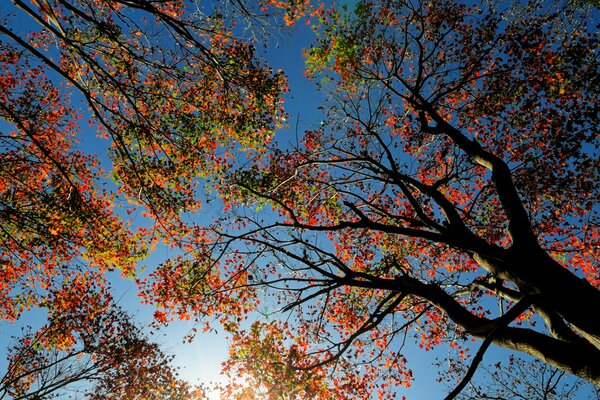 Crowns of autumn trees against the blue sky