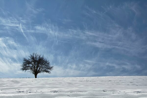 Ein Baum steht an der Grenze zwischen Himmel und Schnee