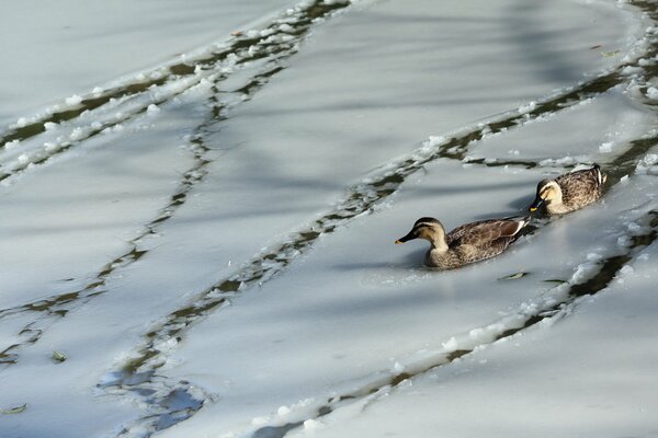 Image of two beautiful ducks