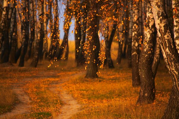 Die Schönheit des Herbstes ist so geheimnisvoll und so schön