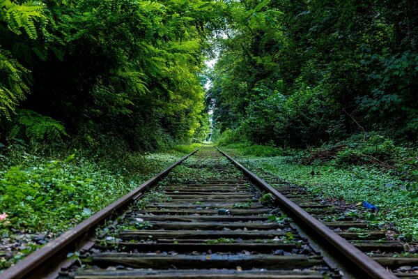 Ferrocarril en el bosque