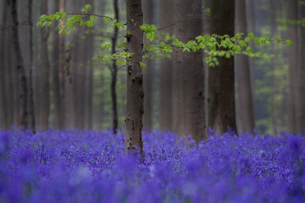 Wald lila Blumenwiese