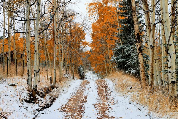 Waldstraße im Spätherbst