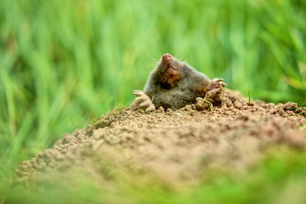 A mole on a background of green grass